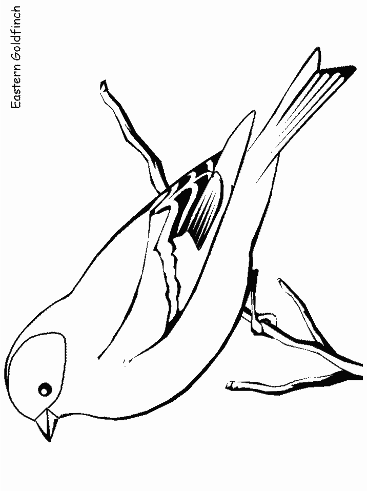 Easterngoldfinch Animals Coloring Pages