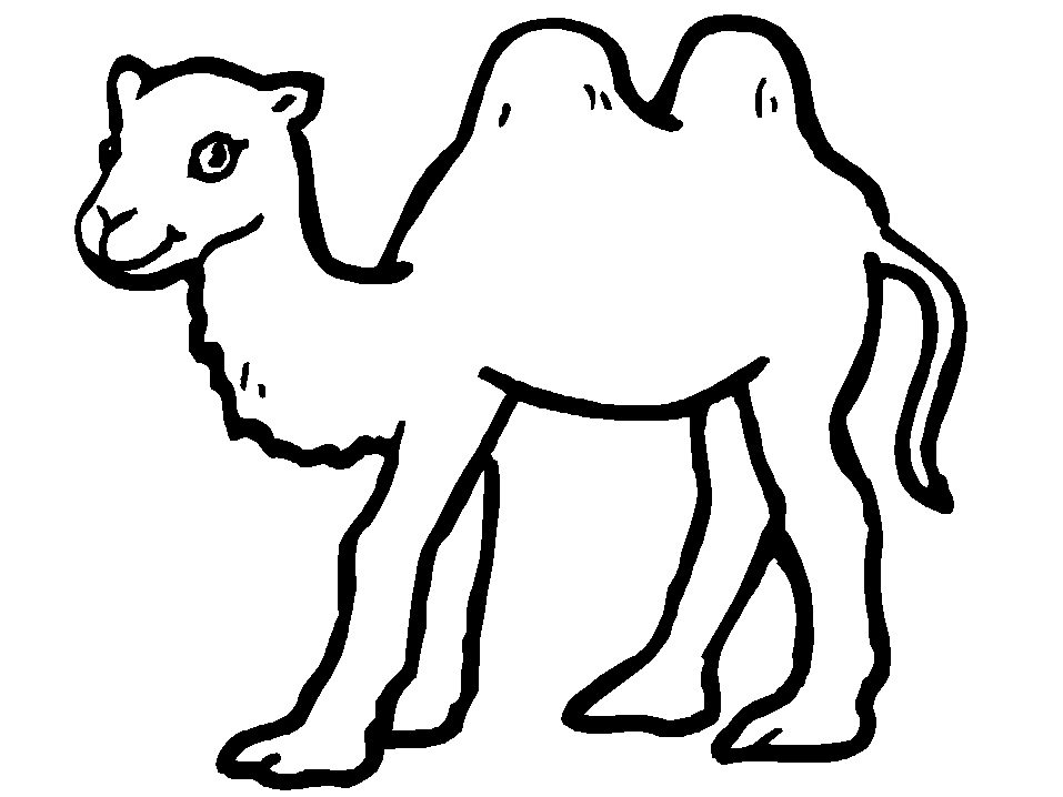 Camel coloring page