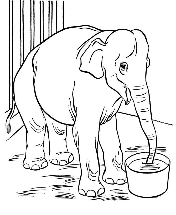 elephant water coloring pages