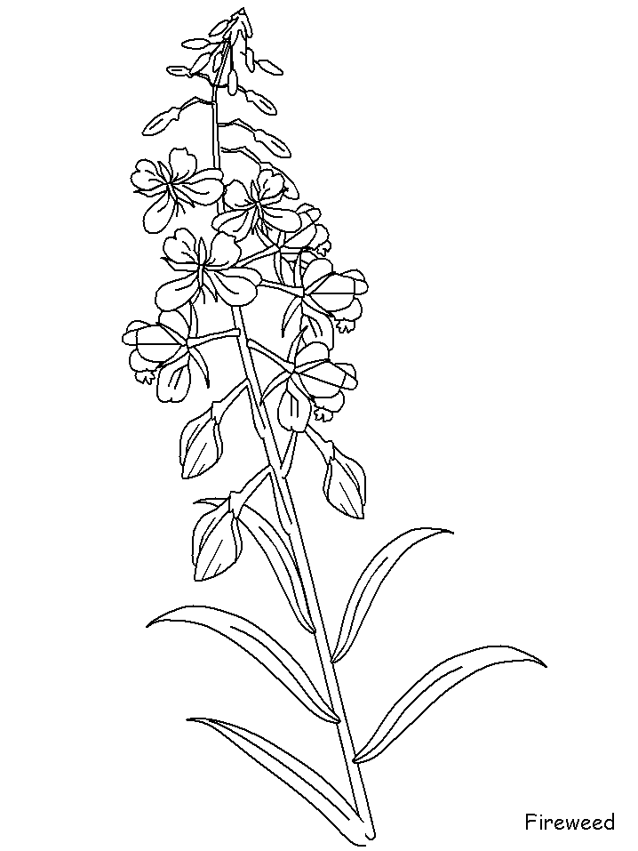 Fireweed Flowers Coloring Pages