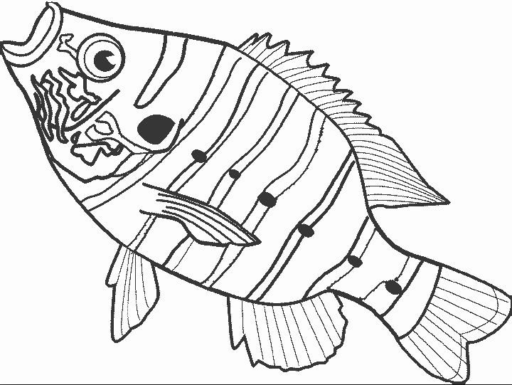 fish coloring page