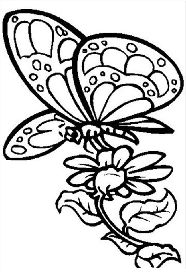 flower and butterfly coloring pages