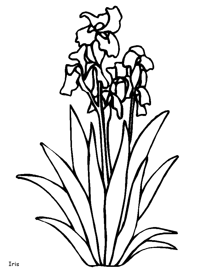 Iris Flower Coloring Pages