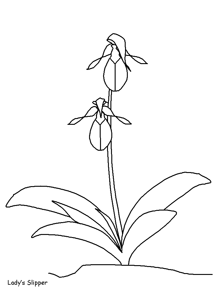 Lady's Slipper Color Pages