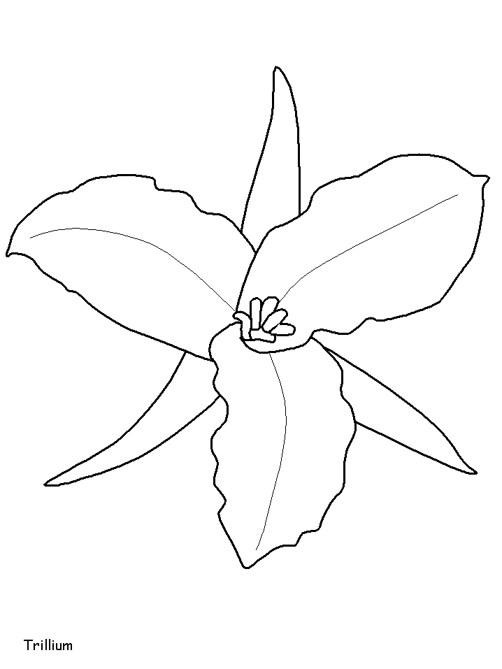 Trillium Plant Color Pages