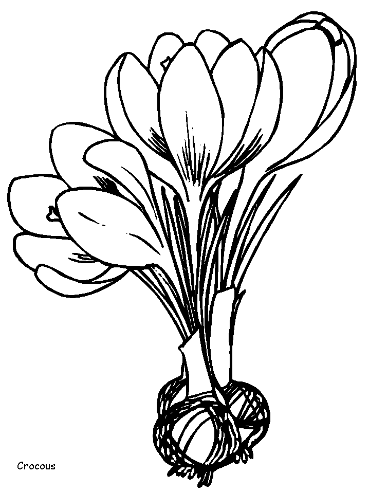 Crocus Flowers Coloring Pages