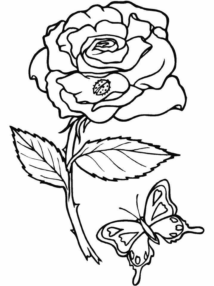Rose Flower Color Pages