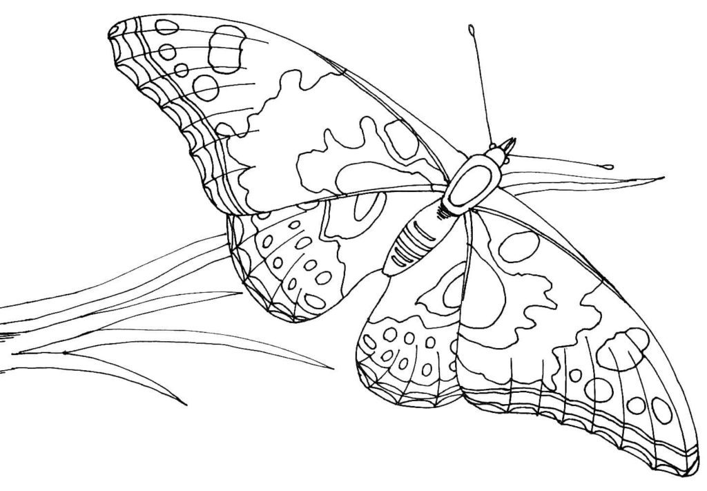 flying butterfly coloring pages