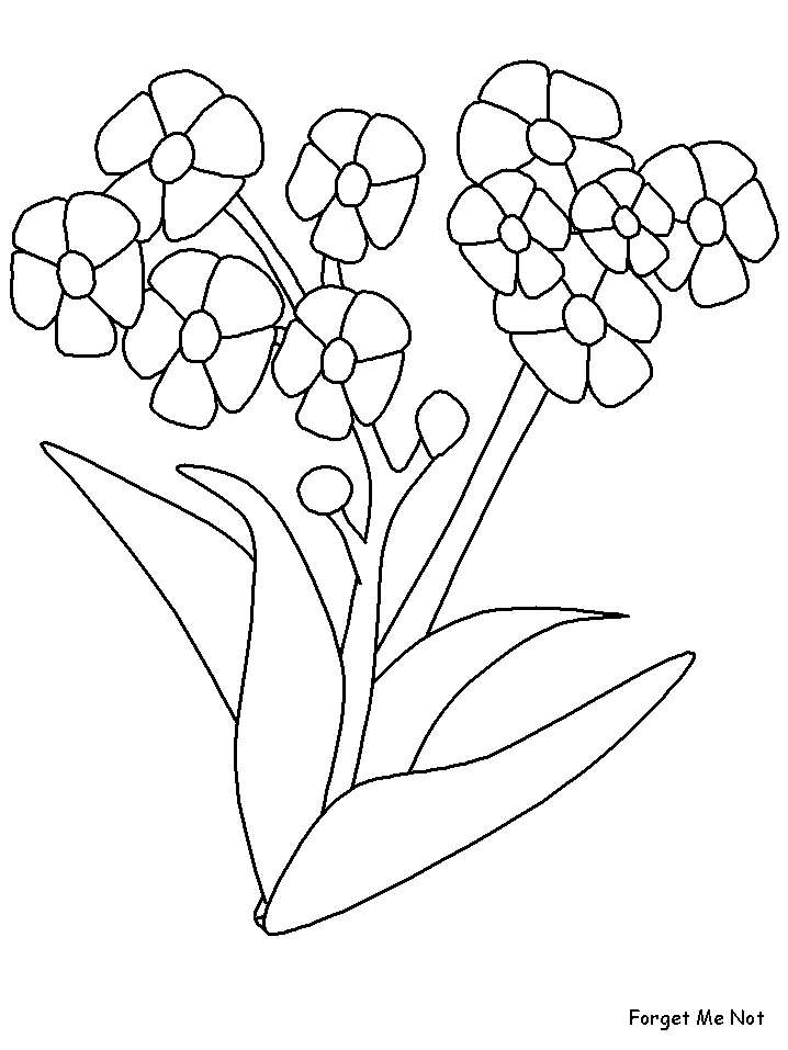 Forgetmenot Flowers Coloring Pages