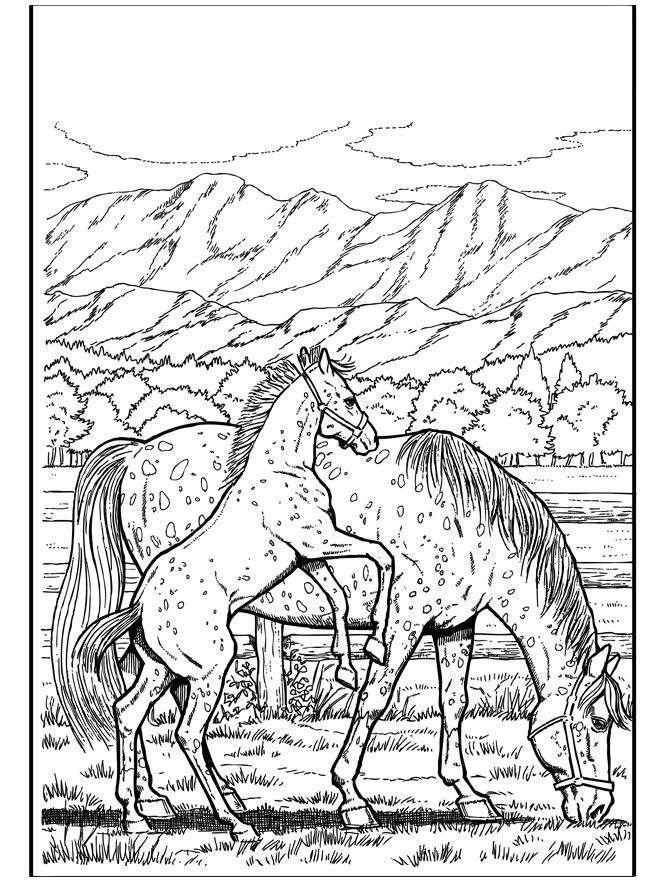 free appaloosa horse detailedd realistic coloring pages to print for adults