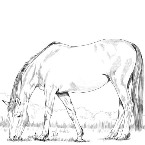 free hanoverian horse realistic coloring pages for adults