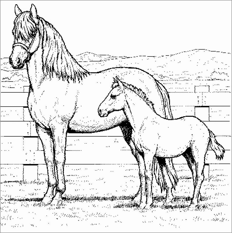 free horse realistic coloring pages for adults