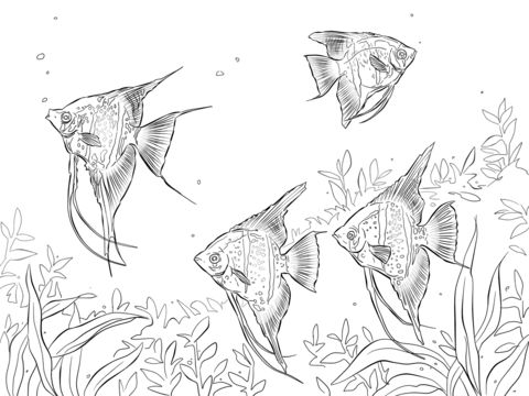 free printable coloring pages fresh water fish