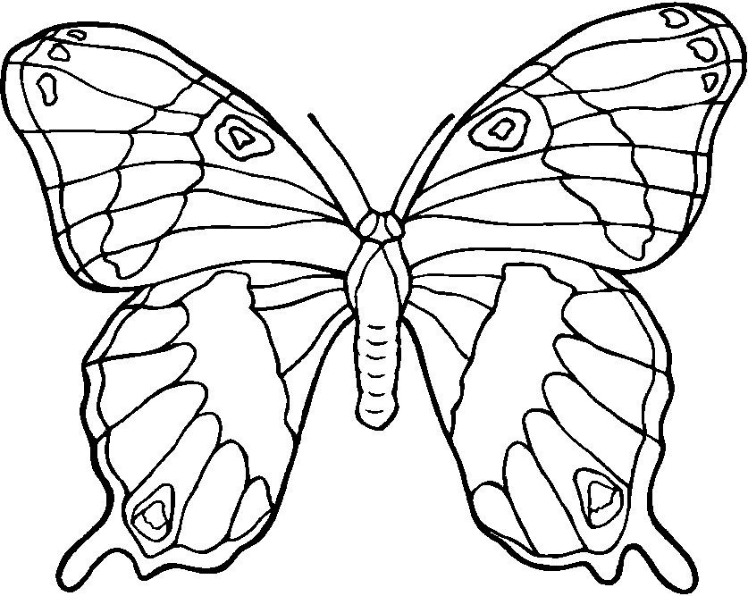 free printable full size butterfly coloring pages