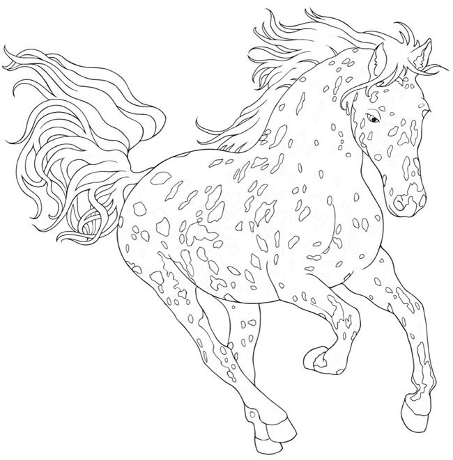 free printable realistic appaloosa horse coloring pages