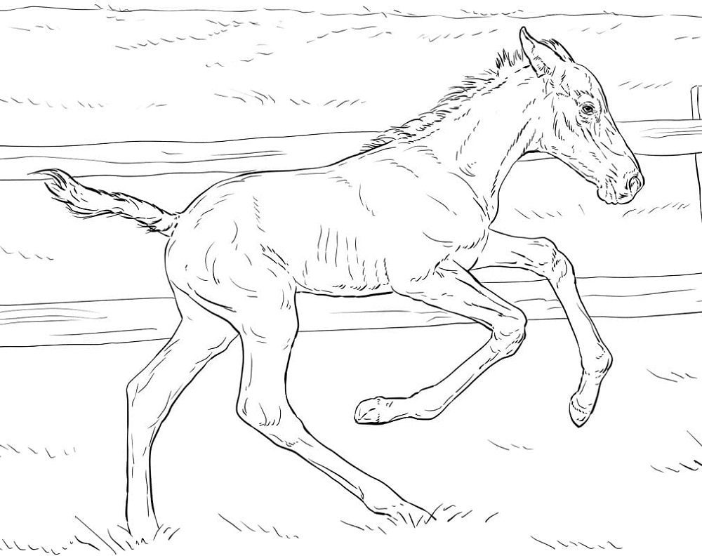 free printable realistic horse and colt coloring pages realistick
