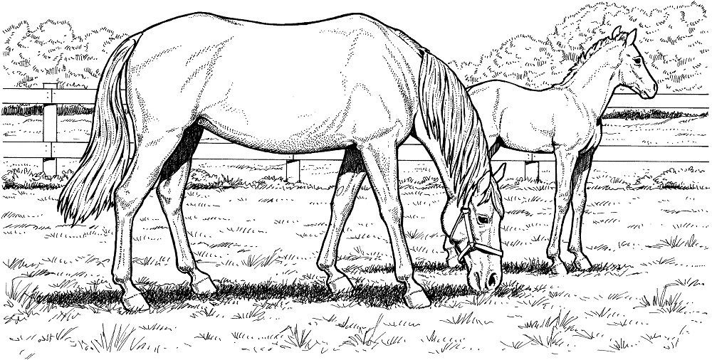 free printable realistic horse and colts coloring pages