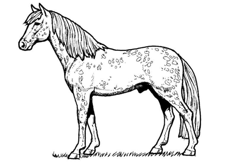 Free Printable Realistic Horse Coloring Pages book for kids