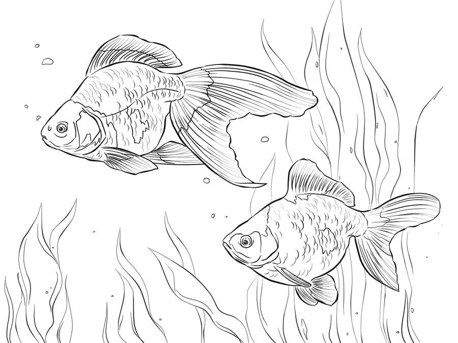 fresh water fish coloring pages