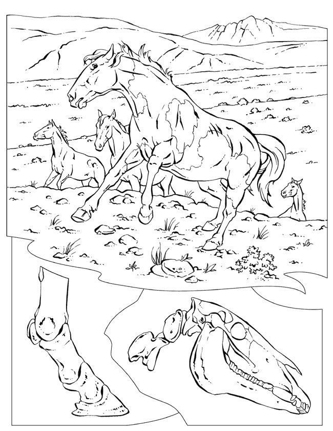 geograpic horse coloring pages