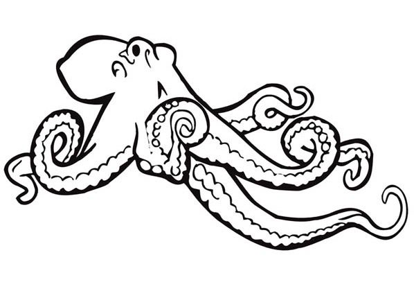 Giant octopus coloring page