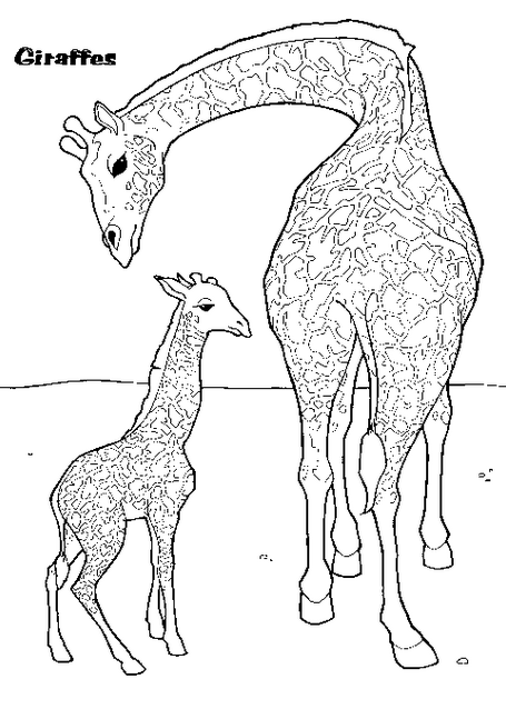 Giraffe Coloring Page coloring page & book.