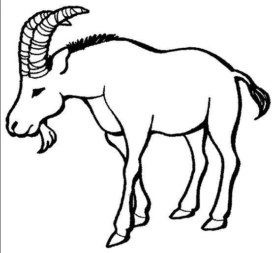 goat with horns coloring page