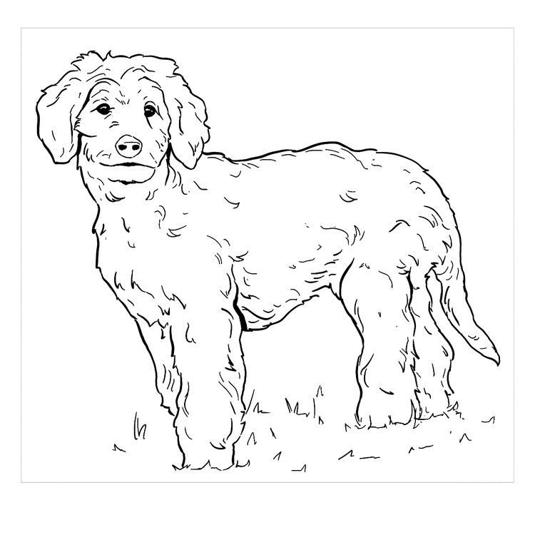 goldendoodle coloring page