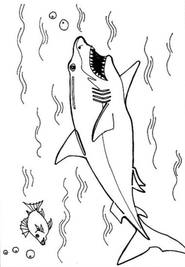 Great White Shark Coloring Page