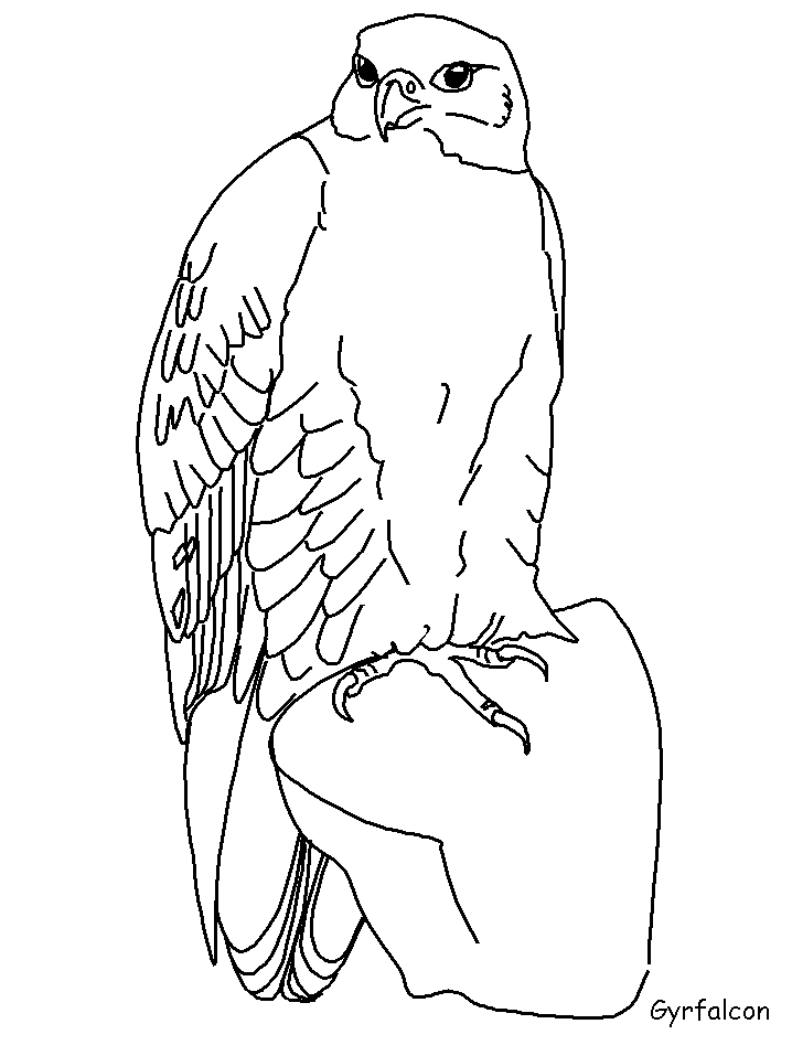 Gyrfalcon Animals Coloring Pages