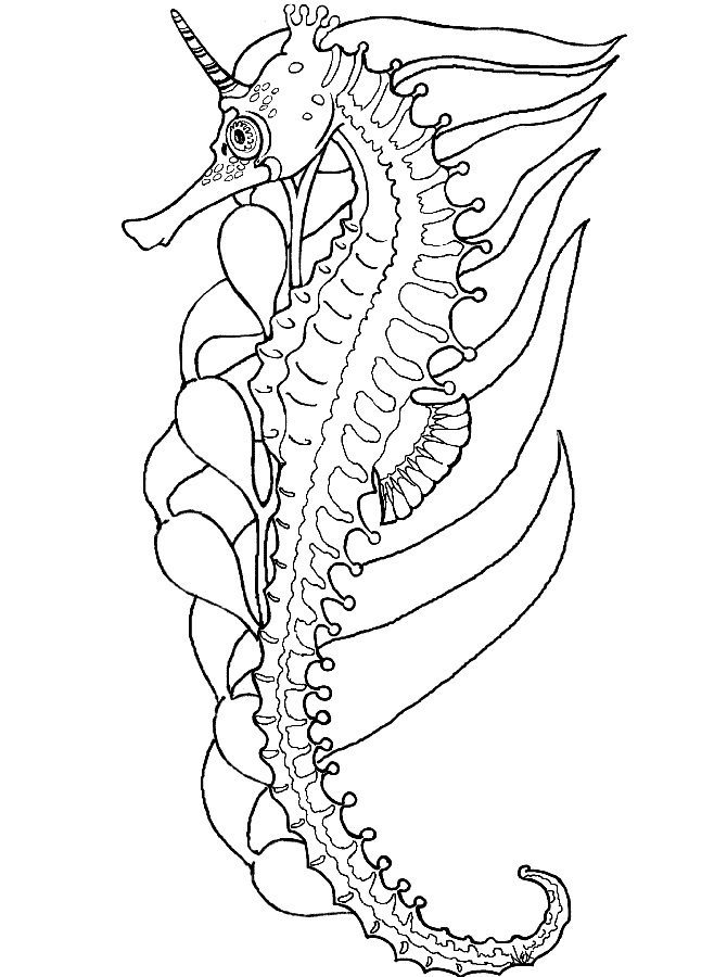 hard abstract sea horse coloring pages