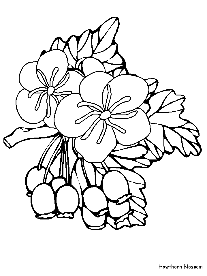 Hawthorn Flowers Coloring Pages