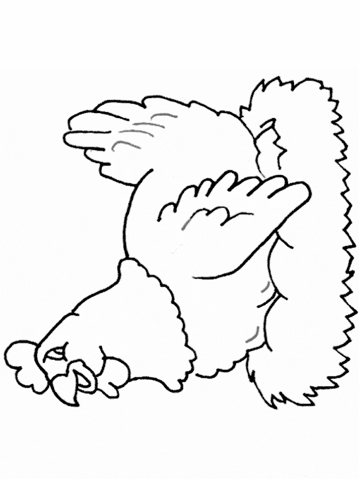 Coloring Page of Hen