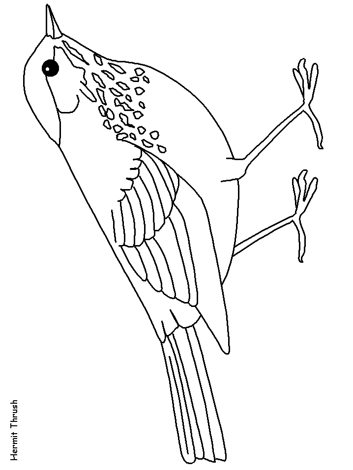 Hermitthrush Animals Coloring Pages