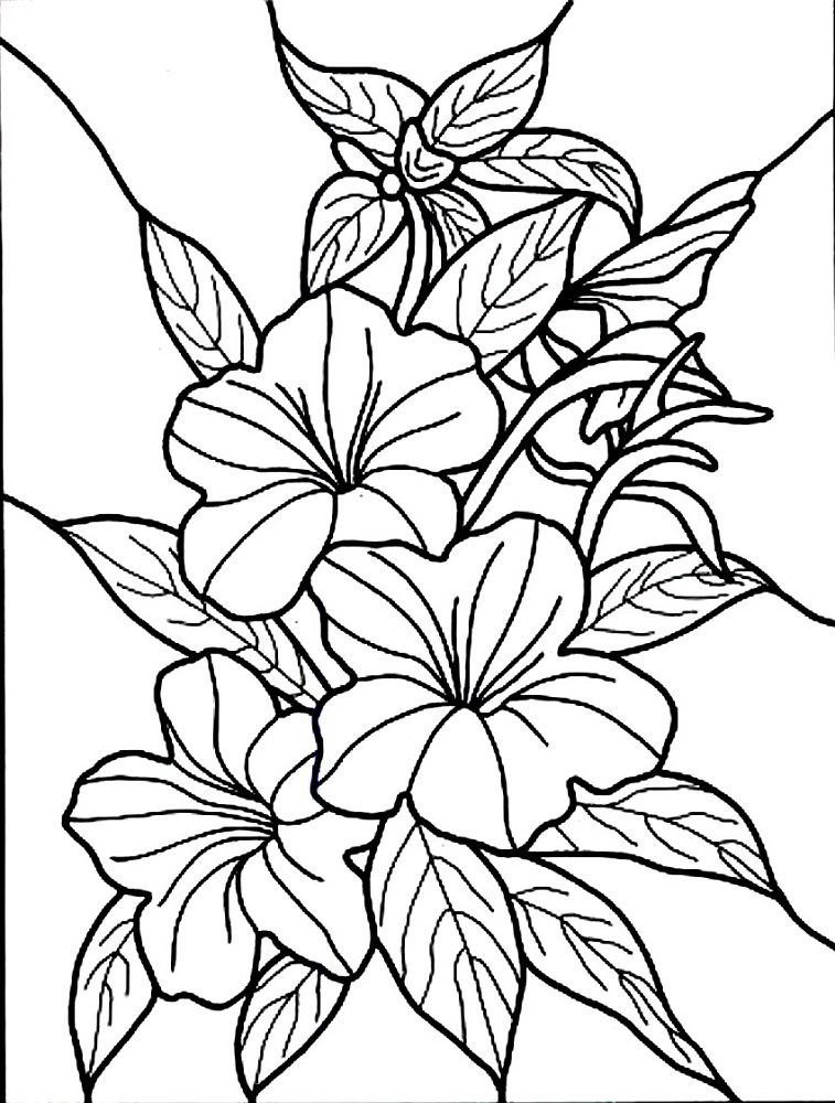 hibiscus flower coloring pages