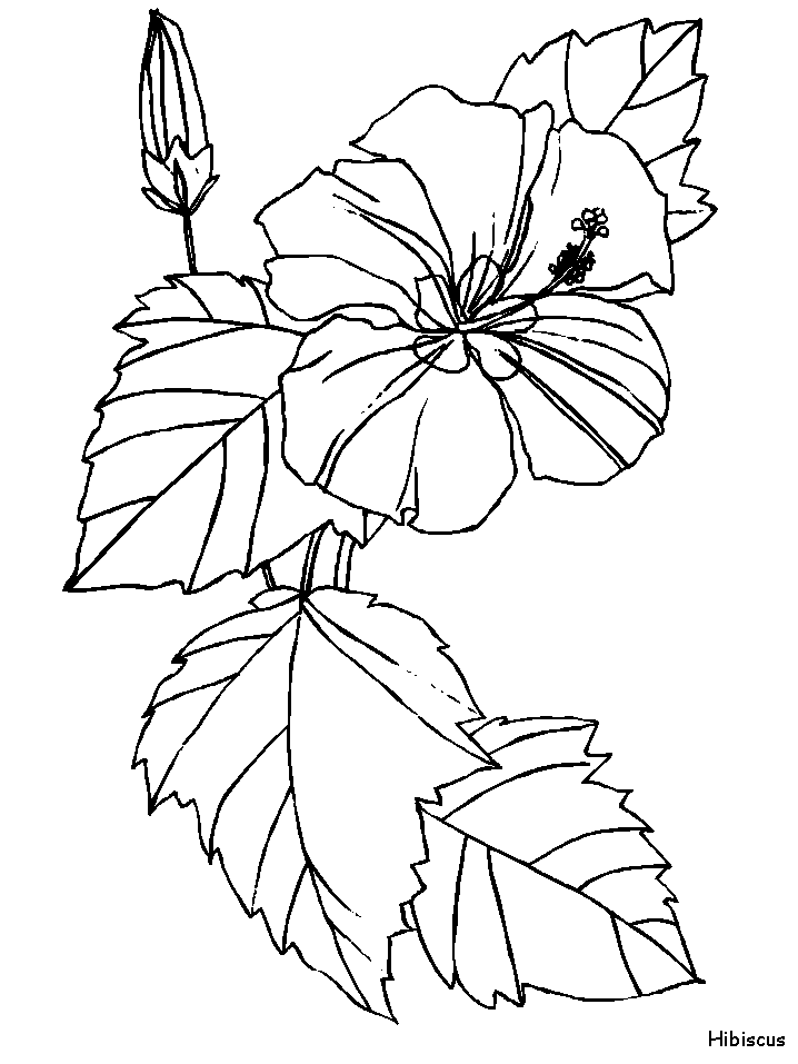 Hibiscus Flowers Coloring Pages