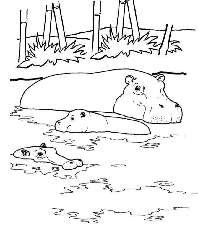 hippo in water coloring pages