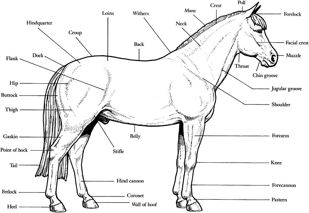 horse anatomy coloring pages