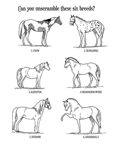 horse breed coloring pages