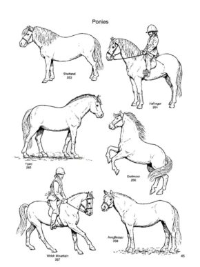 Horse Breeds Coloring Pages book for kids.