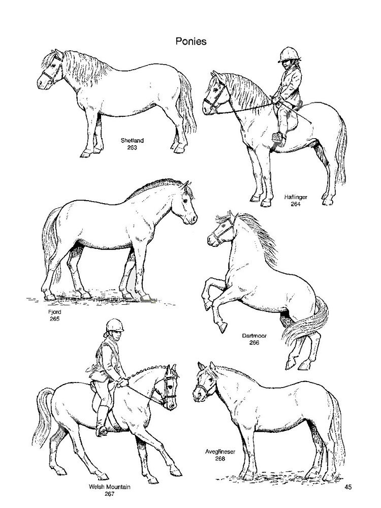horse breeds coloring pages
