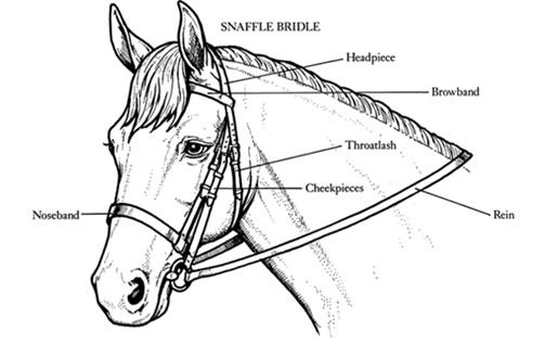 horse bridle coloring pages