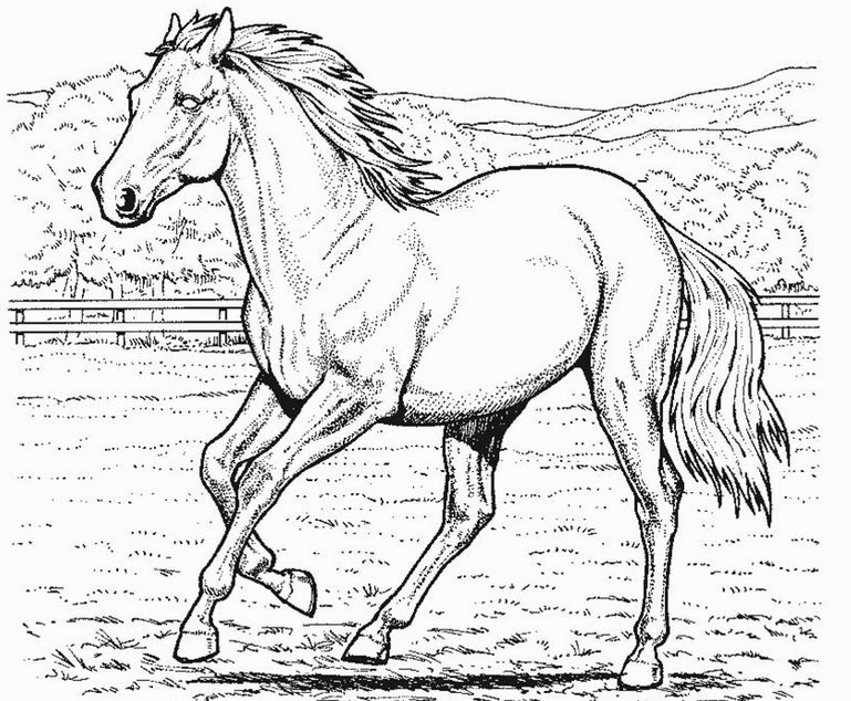 Horse Coloring Page