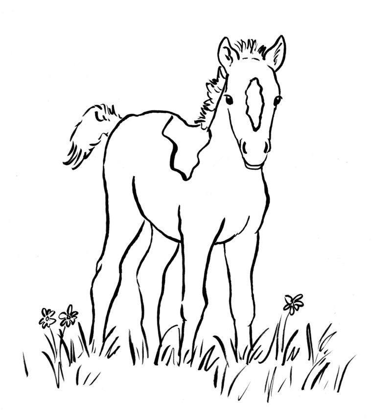 horse coloring pages foal