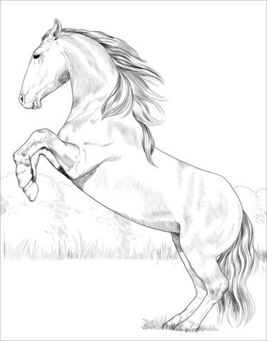 horse coloring pages for adults lusitano