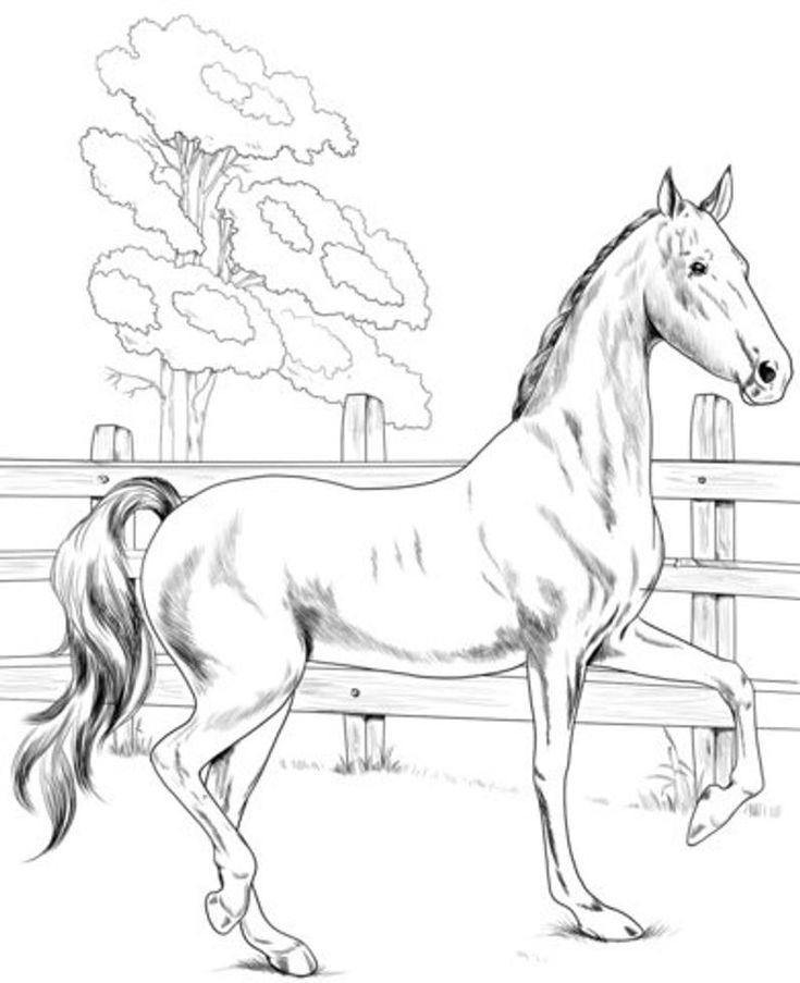 horse coloring pages for tens