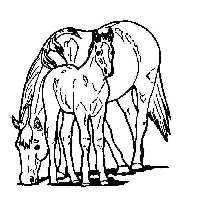 horse coloring pages realalistic