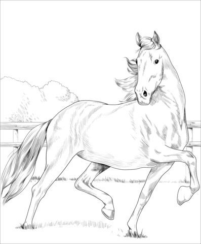 horse coloring pages supercoloring