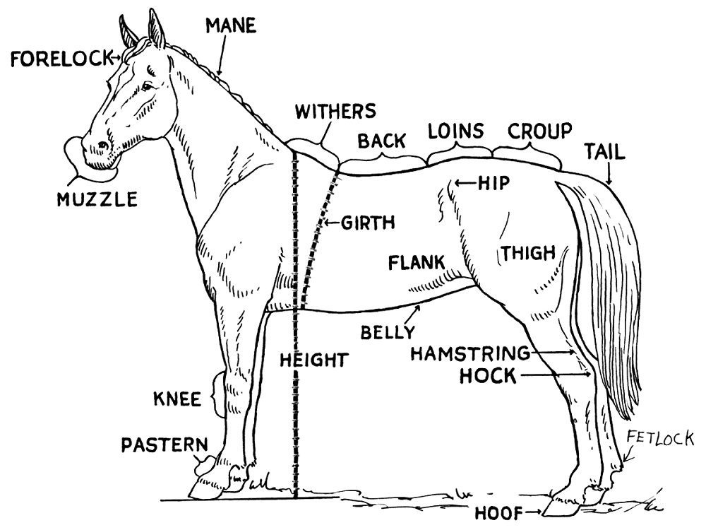 horse coloring pages that label the parts of the horse