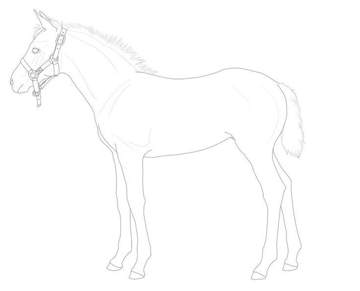 horse drawings coloring pages yearling